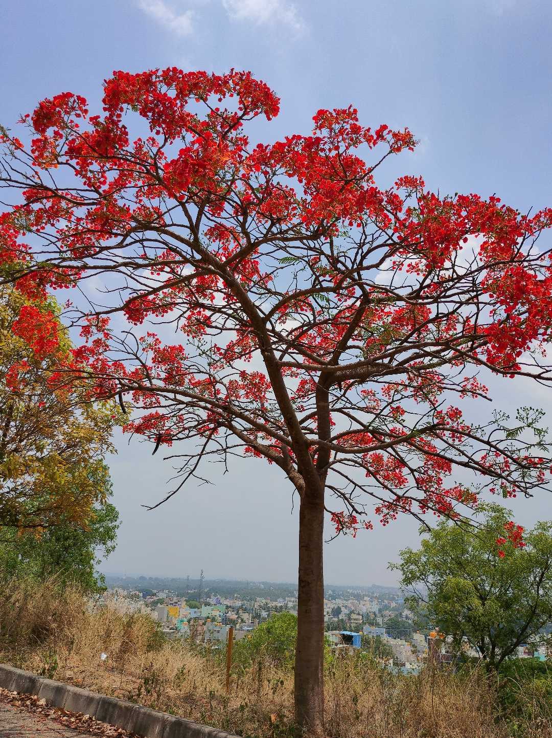 nature 