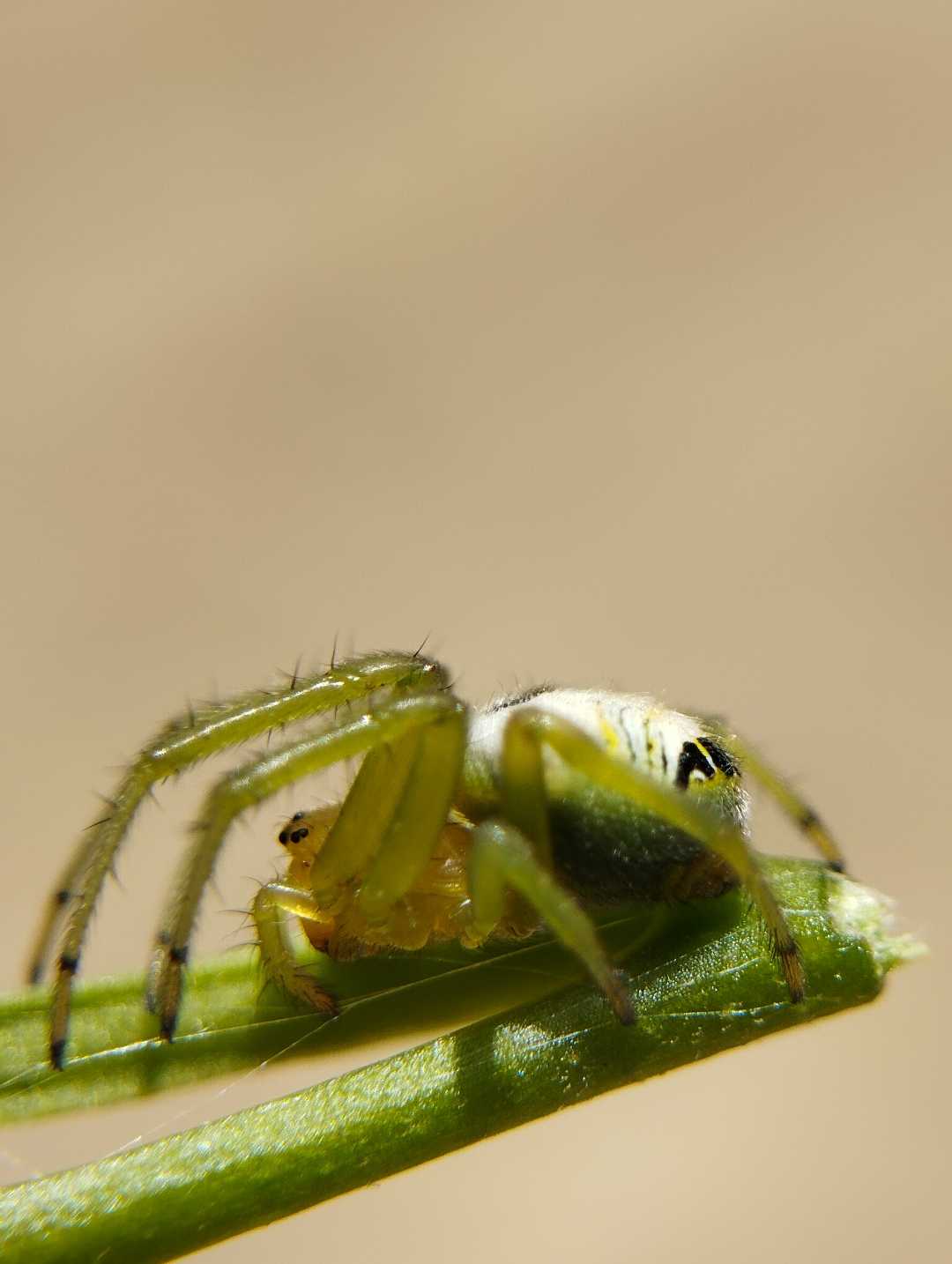 Guess the name of this spider