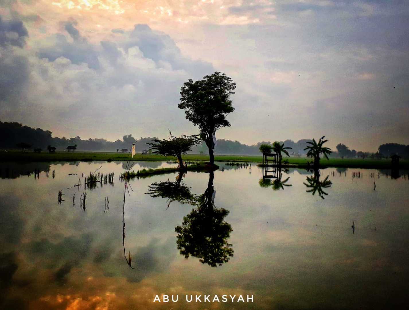sawah yang tergenang air