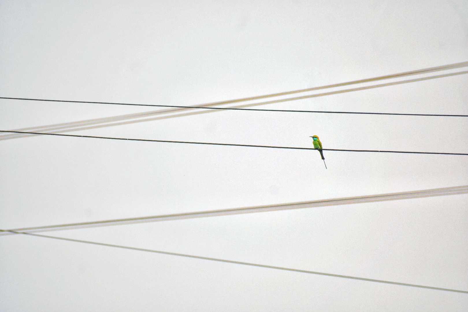 Minimalist