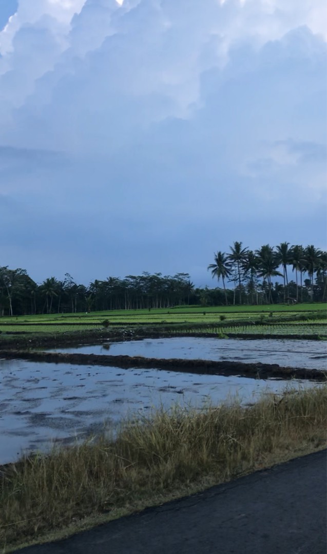 I really like seeing the rice fields because the rice fields are very soothing to the eyes💚