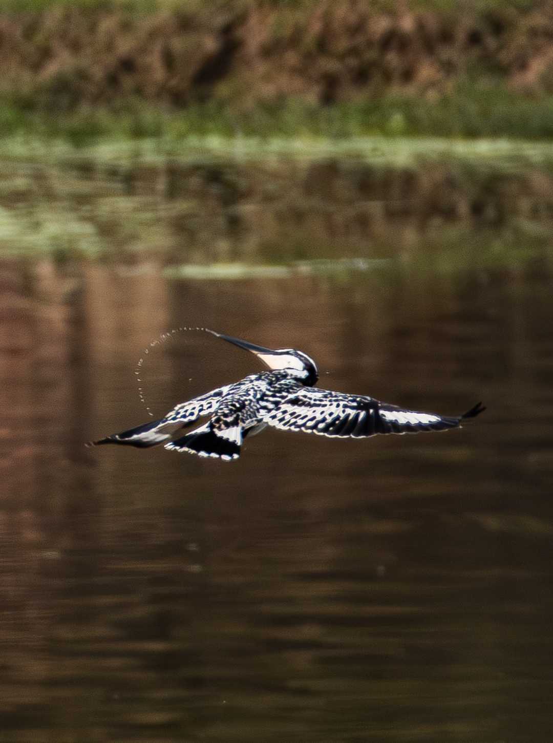pied kingfisher 