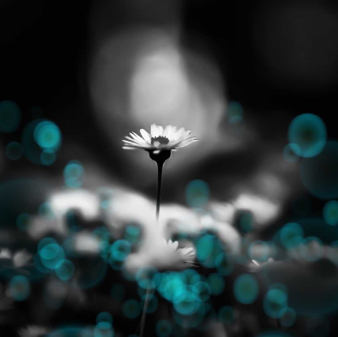 Bellis Perennis