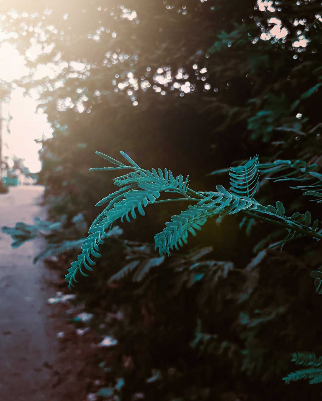 Nature Photography 
