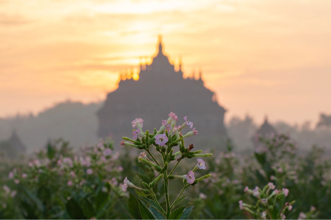 Suasana pagi di candi plaosan