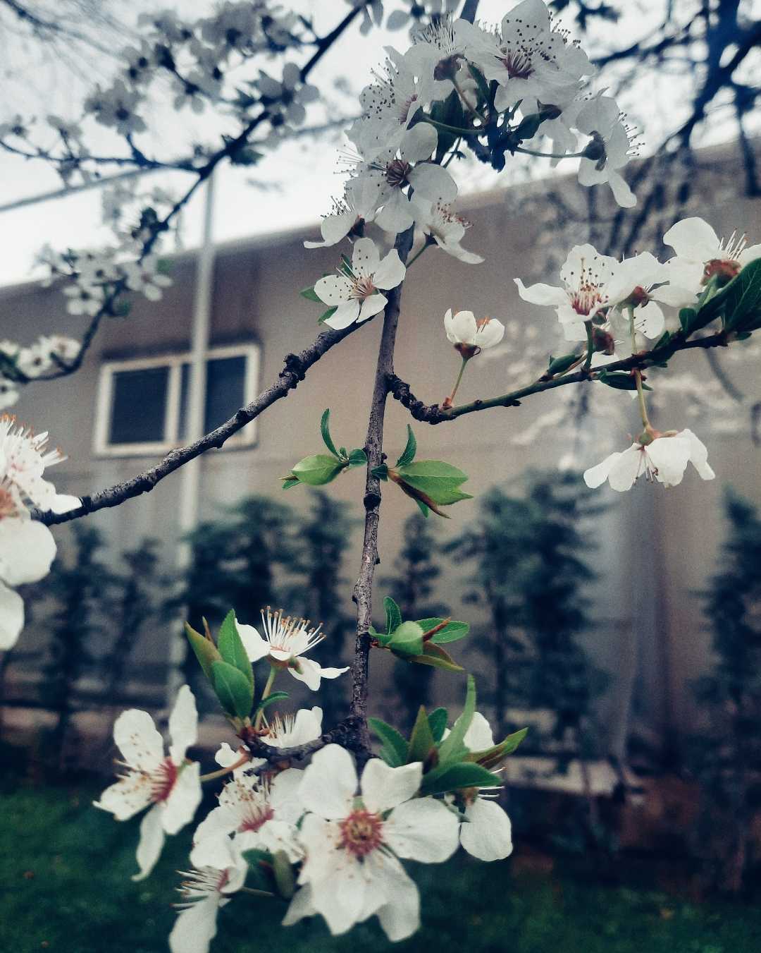 🌸