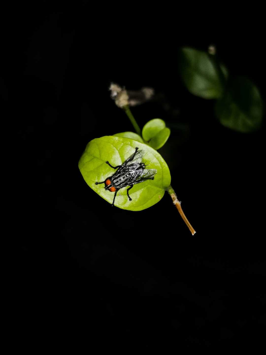 THE FLY 
