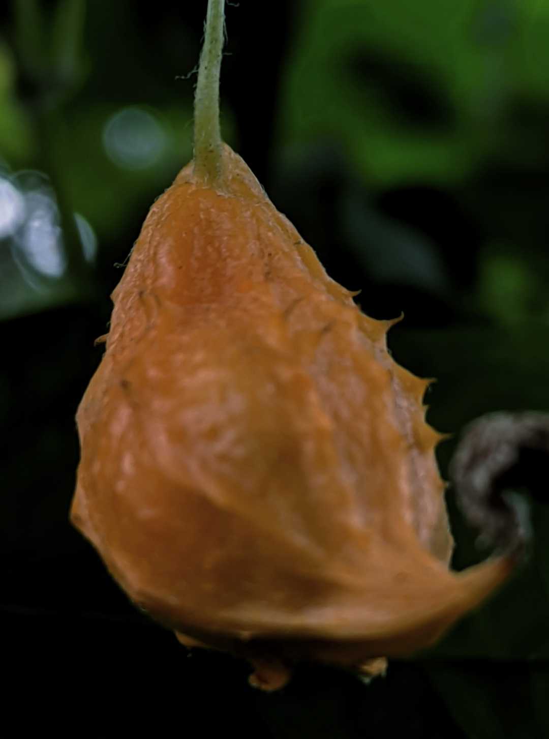 Peria