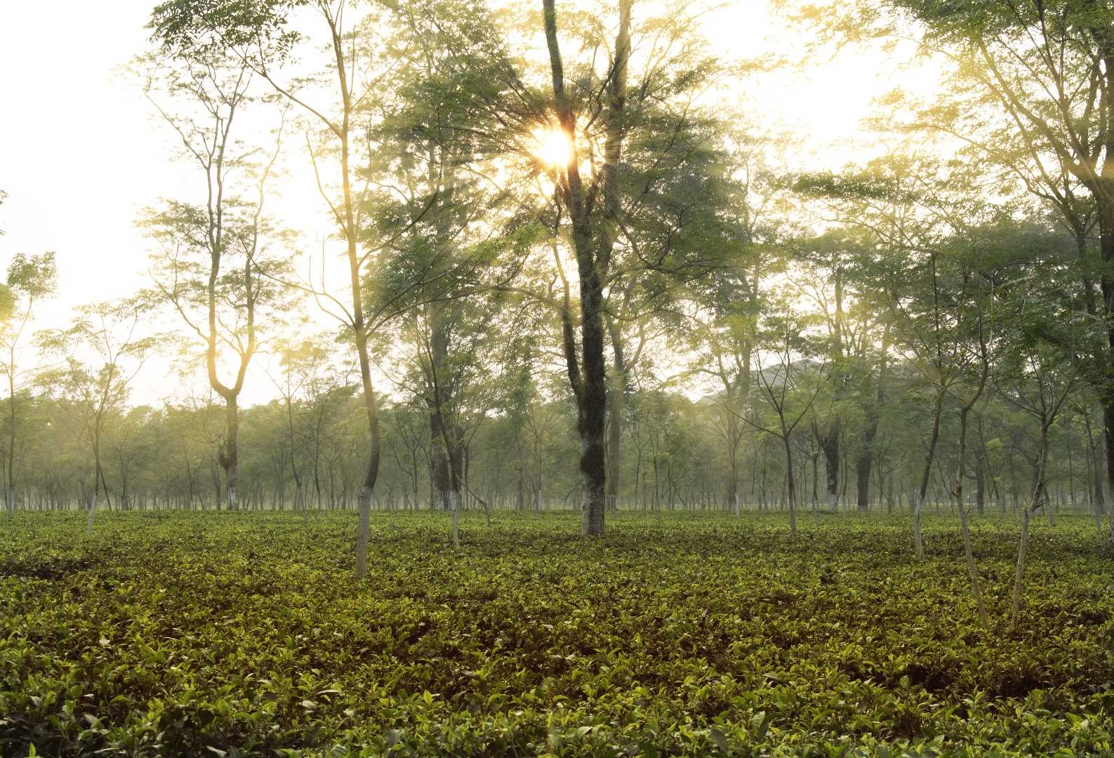 Sunrays at Tea Garden