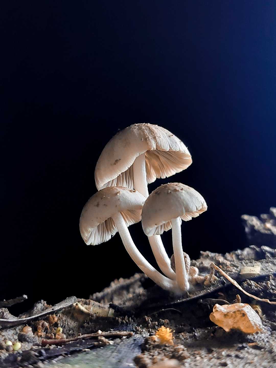 THE MUSHROOM 