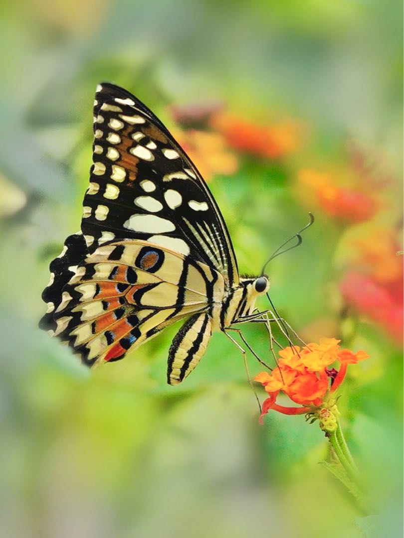 Kupu-kupu Jeruk ( Papilio demoleus)