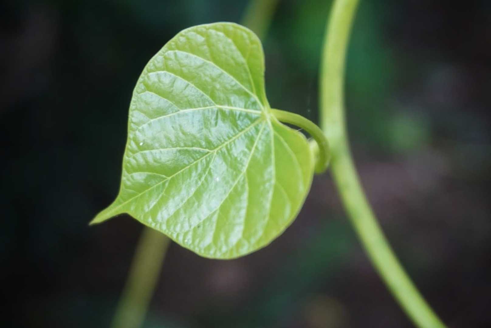 daun brotowali