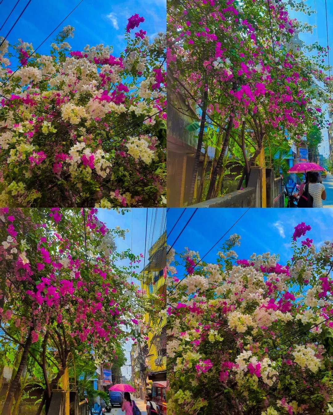 natural photography 