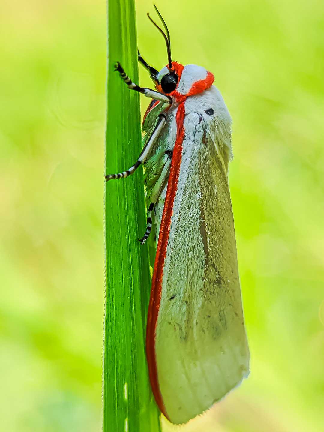ngengat / chionarctia nivea