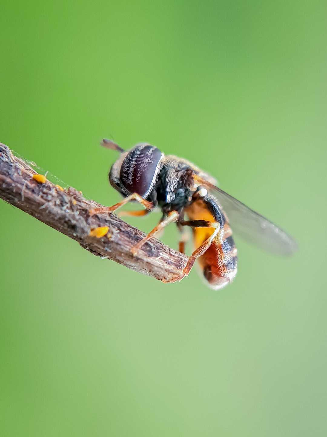 paragus fly.