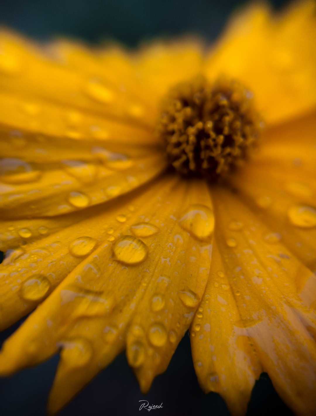 drops on the flower❤️