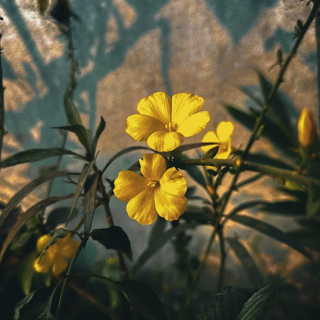 💛