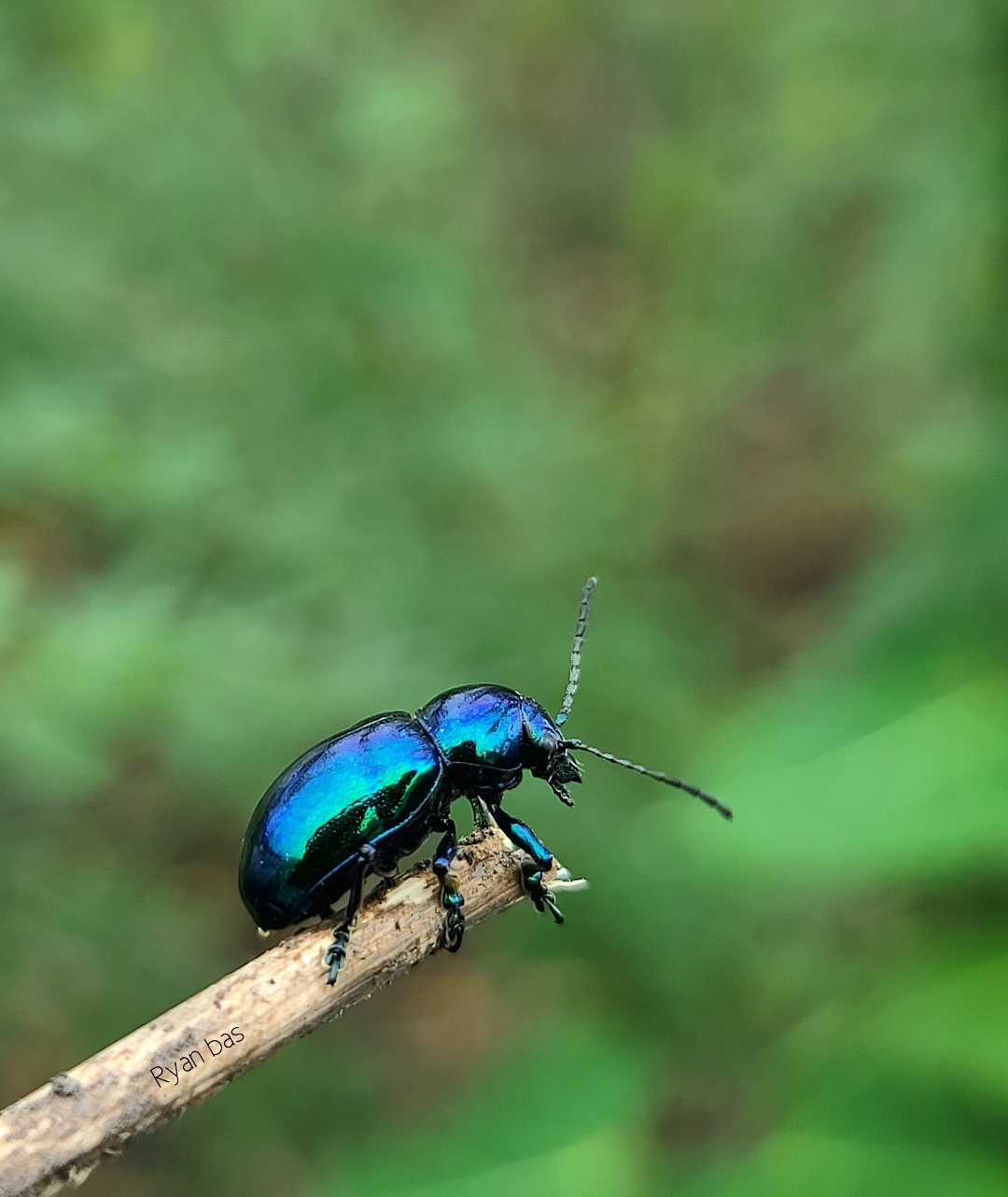 Blue milkweed beetle