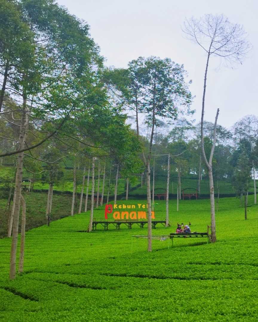 Kebun Teh Panama