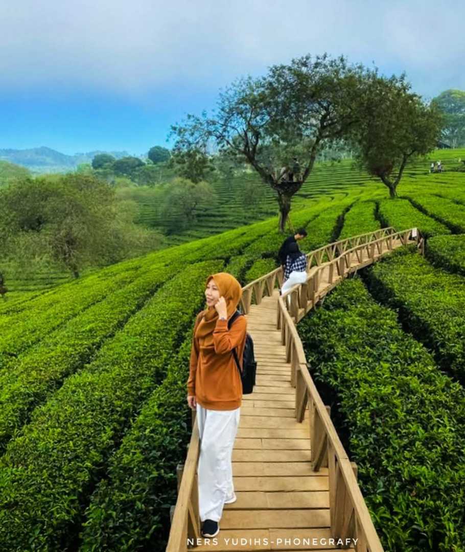 Wisata bukit kunir Kebun Teh Lawang Malang