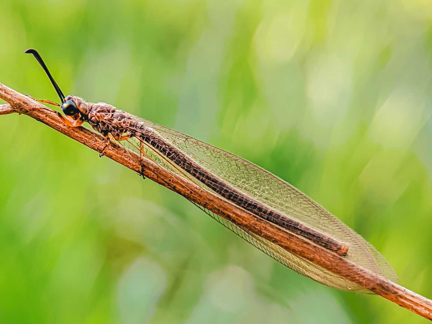 Myrmeleon /undur undur