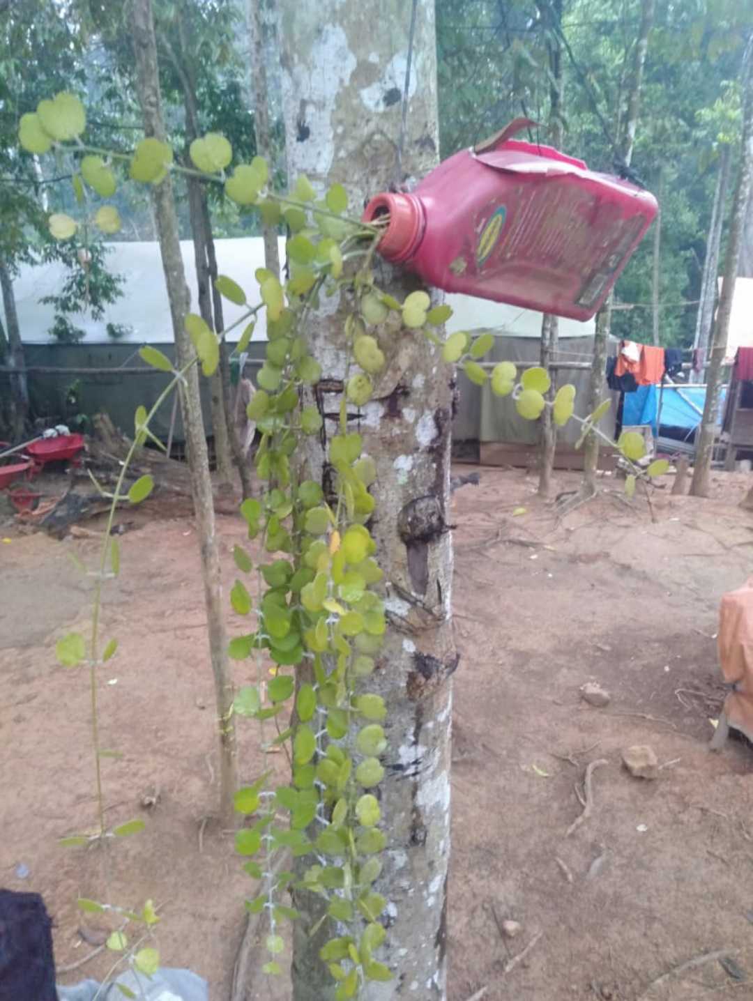 Anggrek