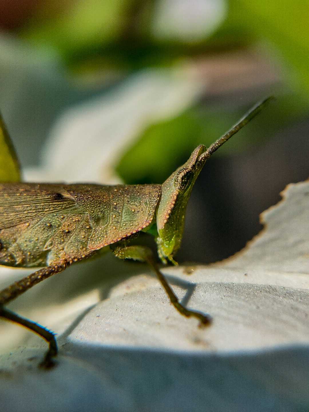 "Small wonders of the world, revealed through macro"