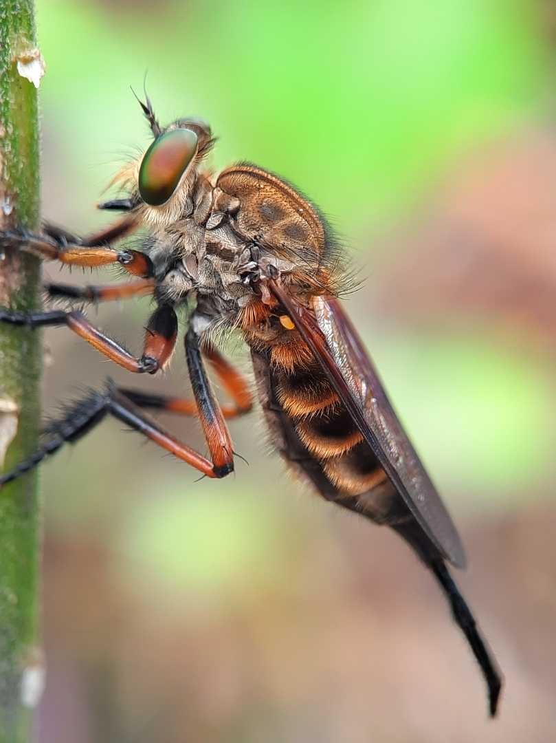 Promacus