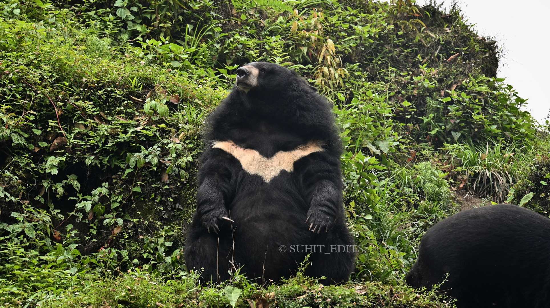 The Asian Black Bear