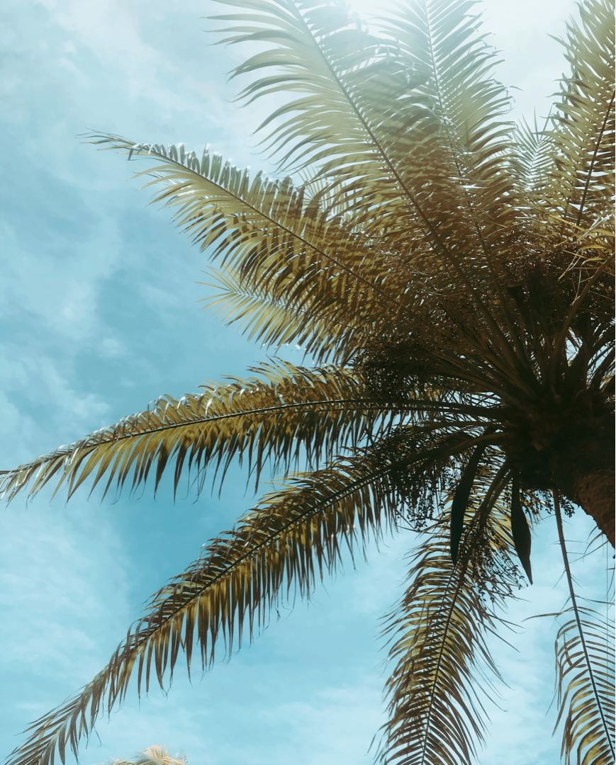 🌴 