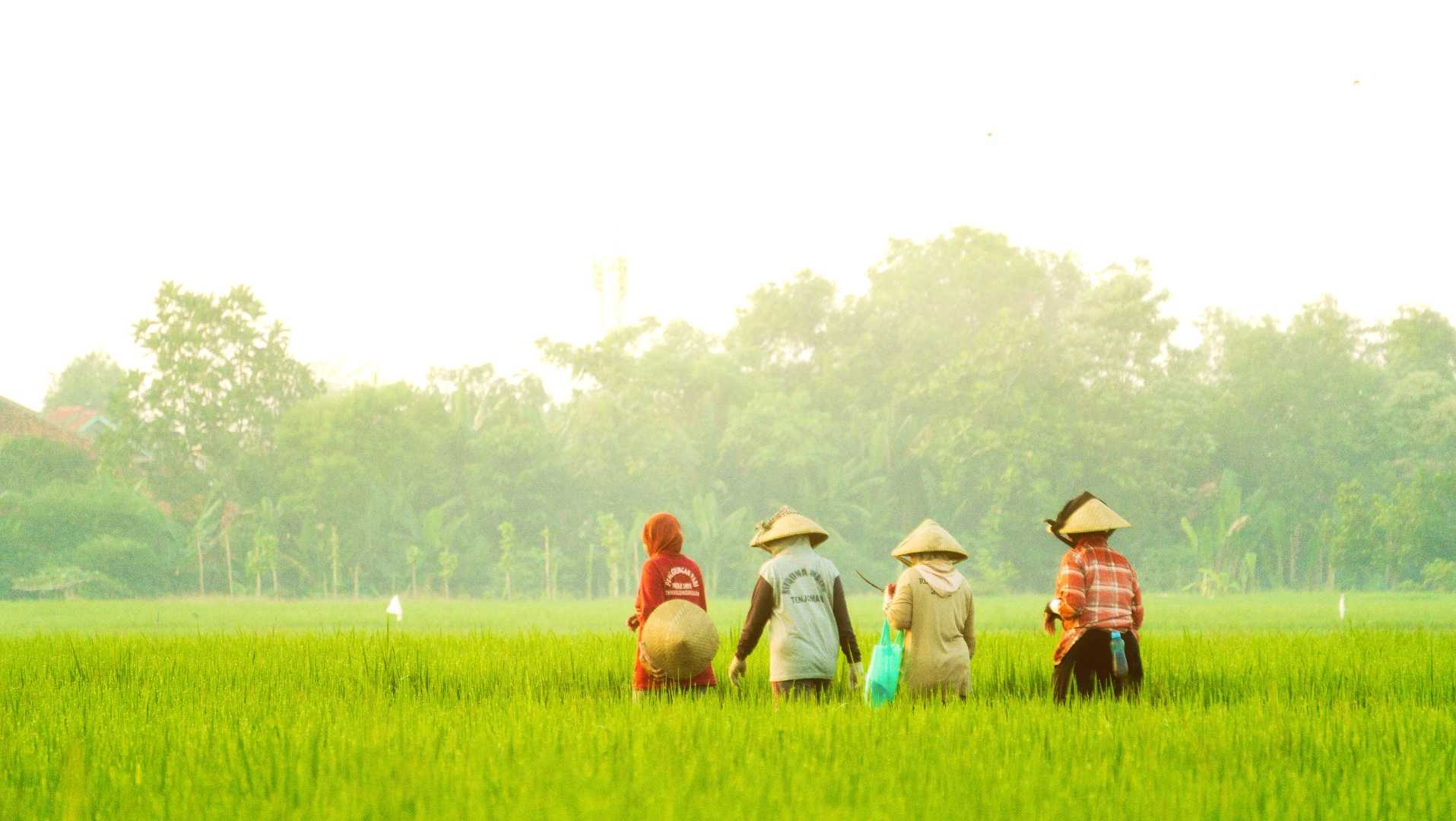 Petani Padi