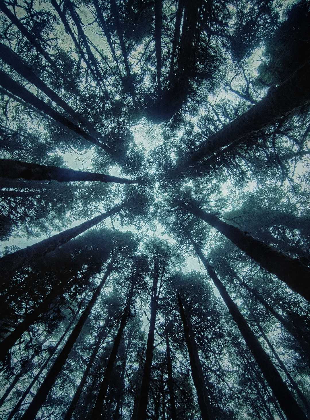Lost in Woods