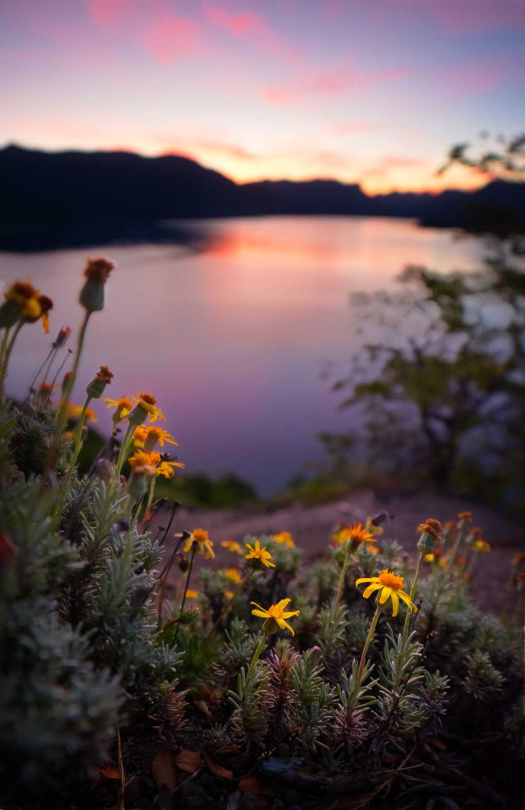 Sunset Flower