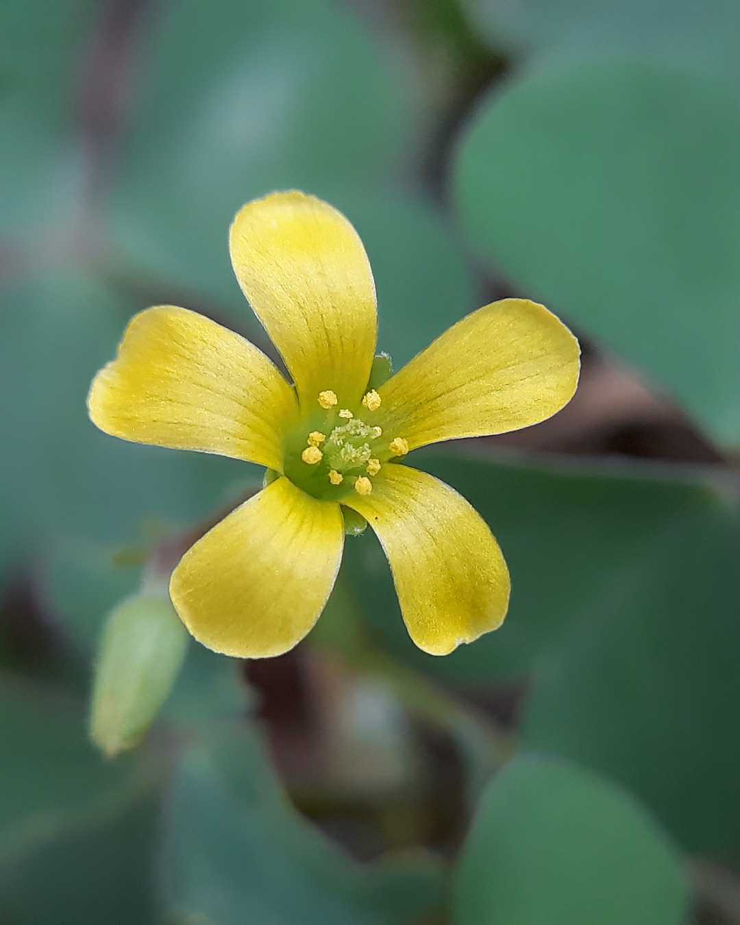 Daun asam kecil (Oxalis corniculata)
