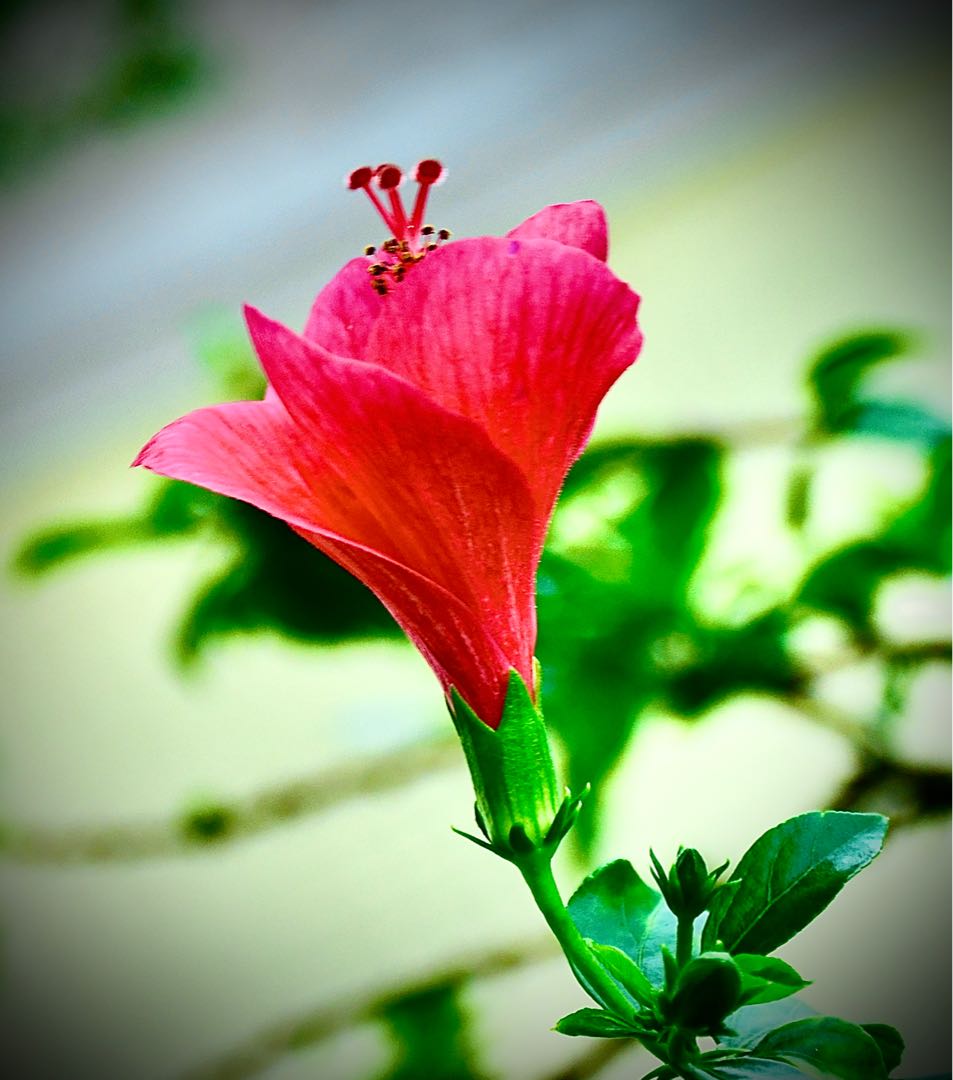 Gudhal ka phool (hibiscus flower)