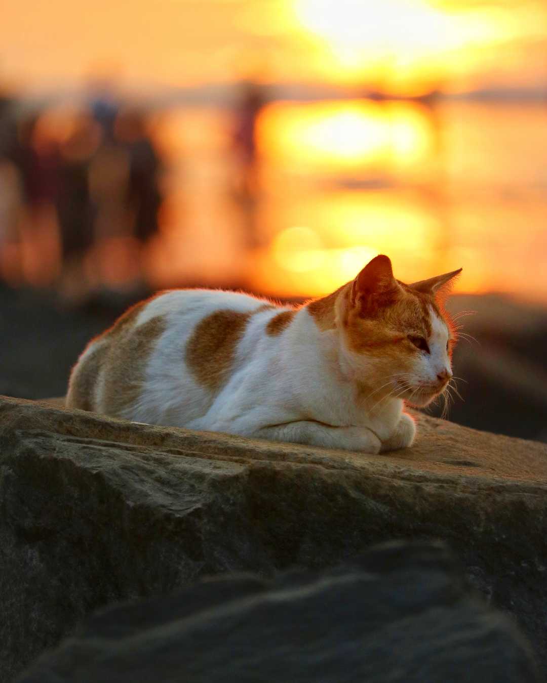 🐾