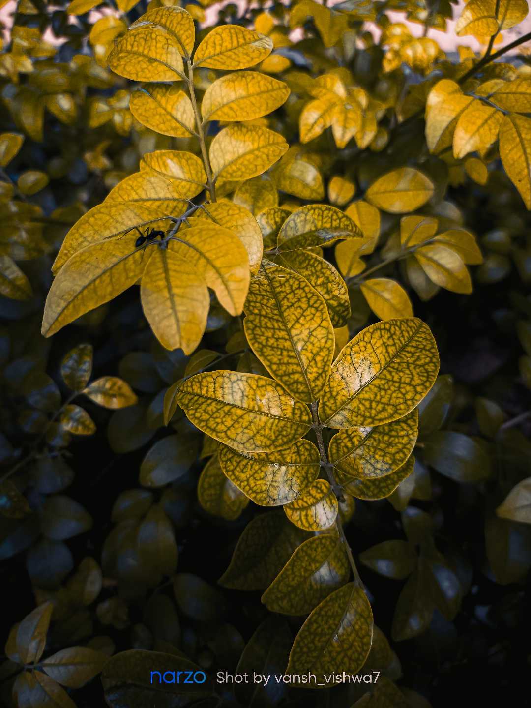 Nature Photography 