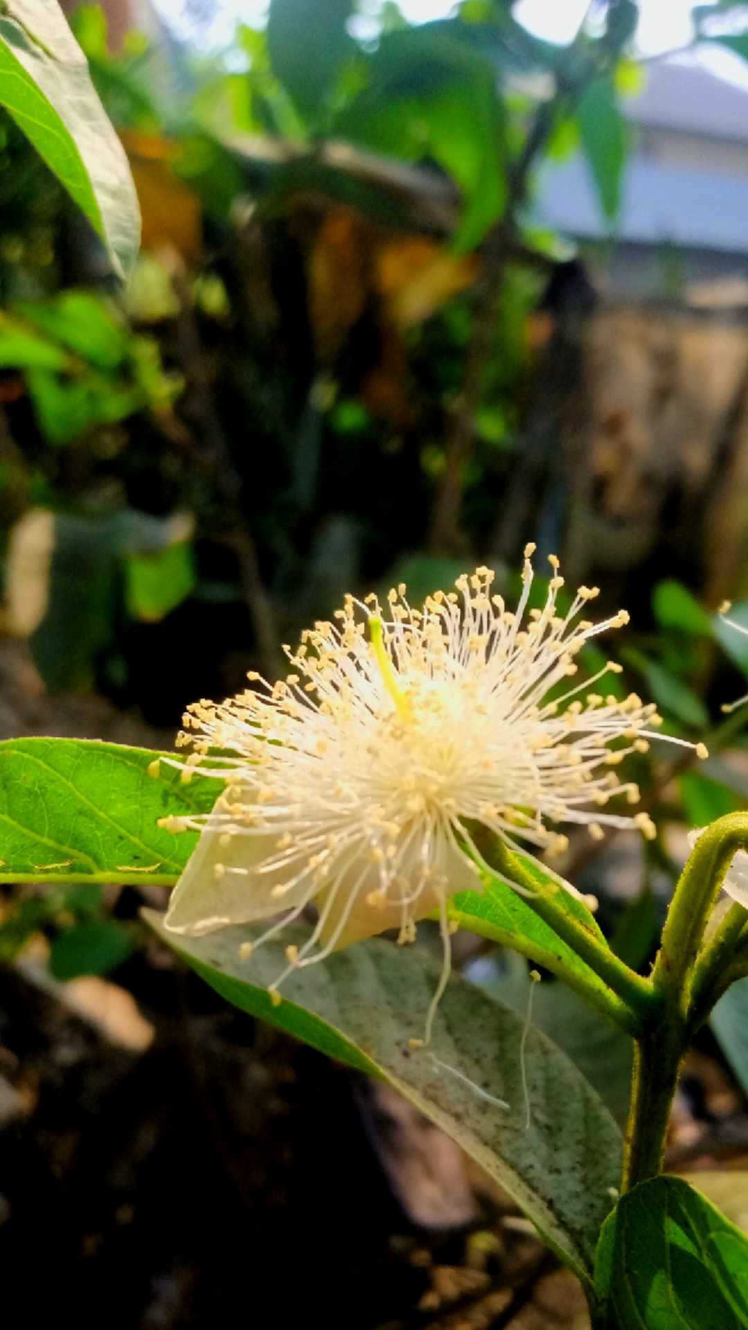 Flowers Beauty 