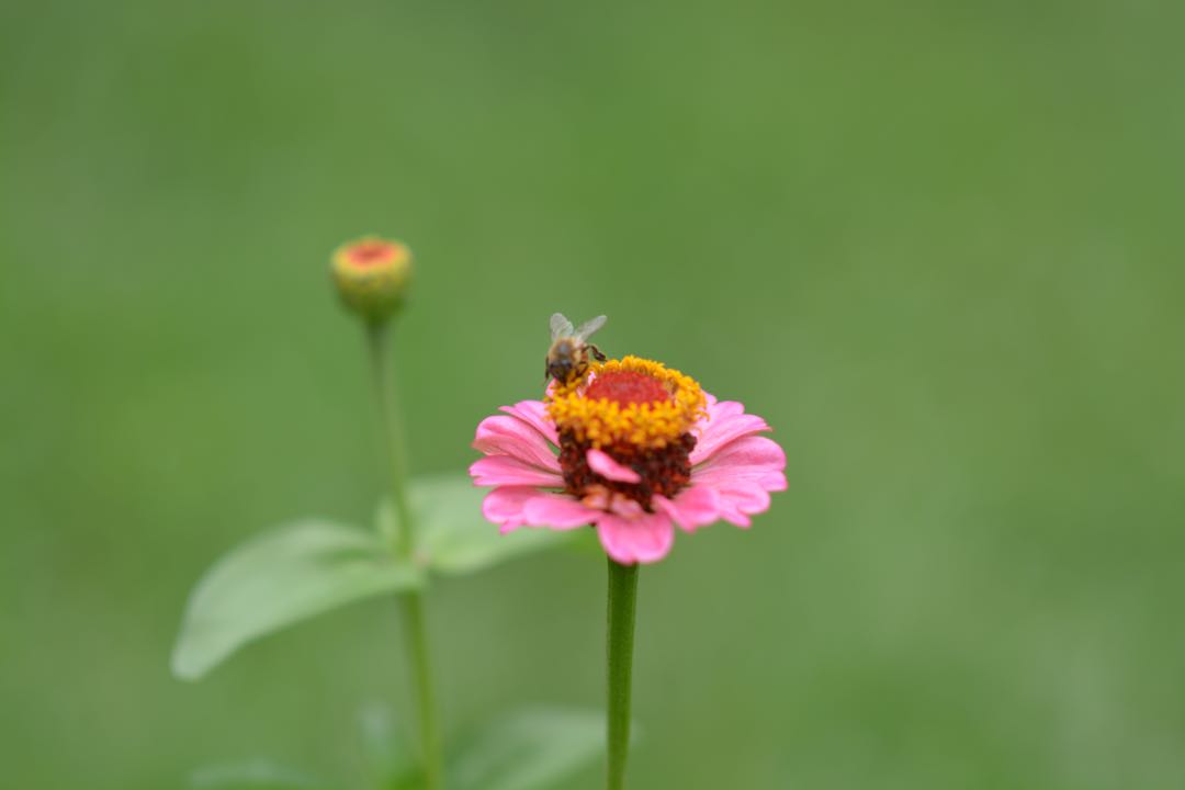 bEE on the flower 