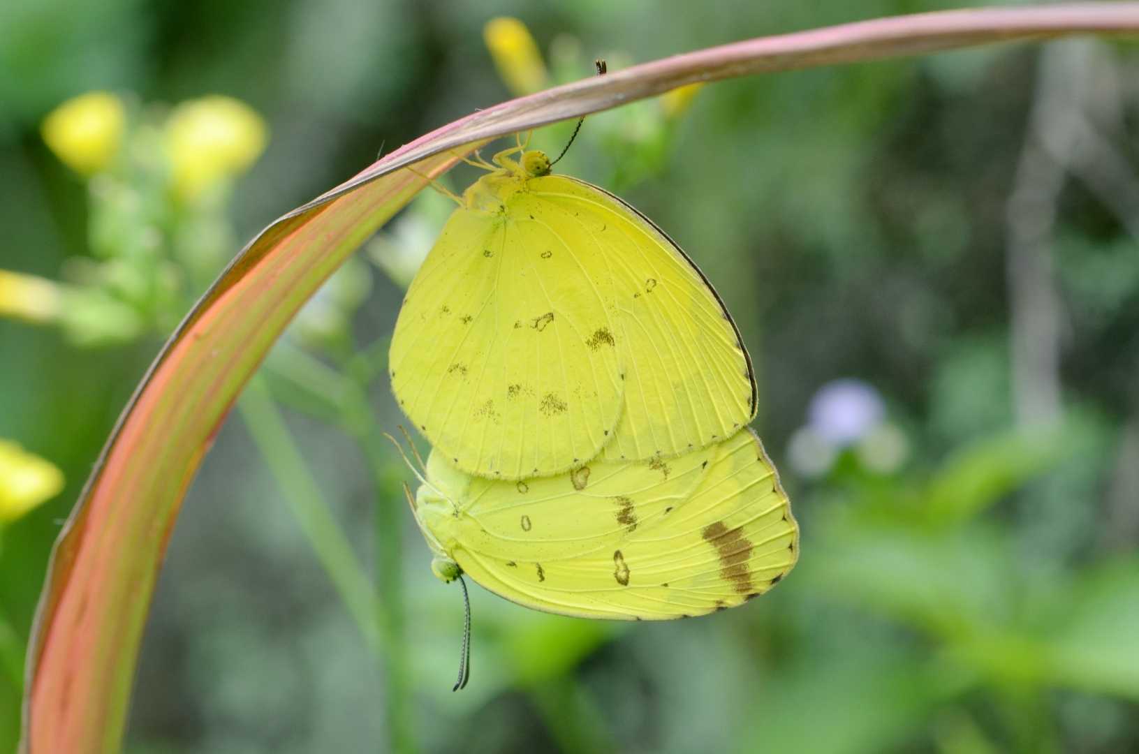 mating moment