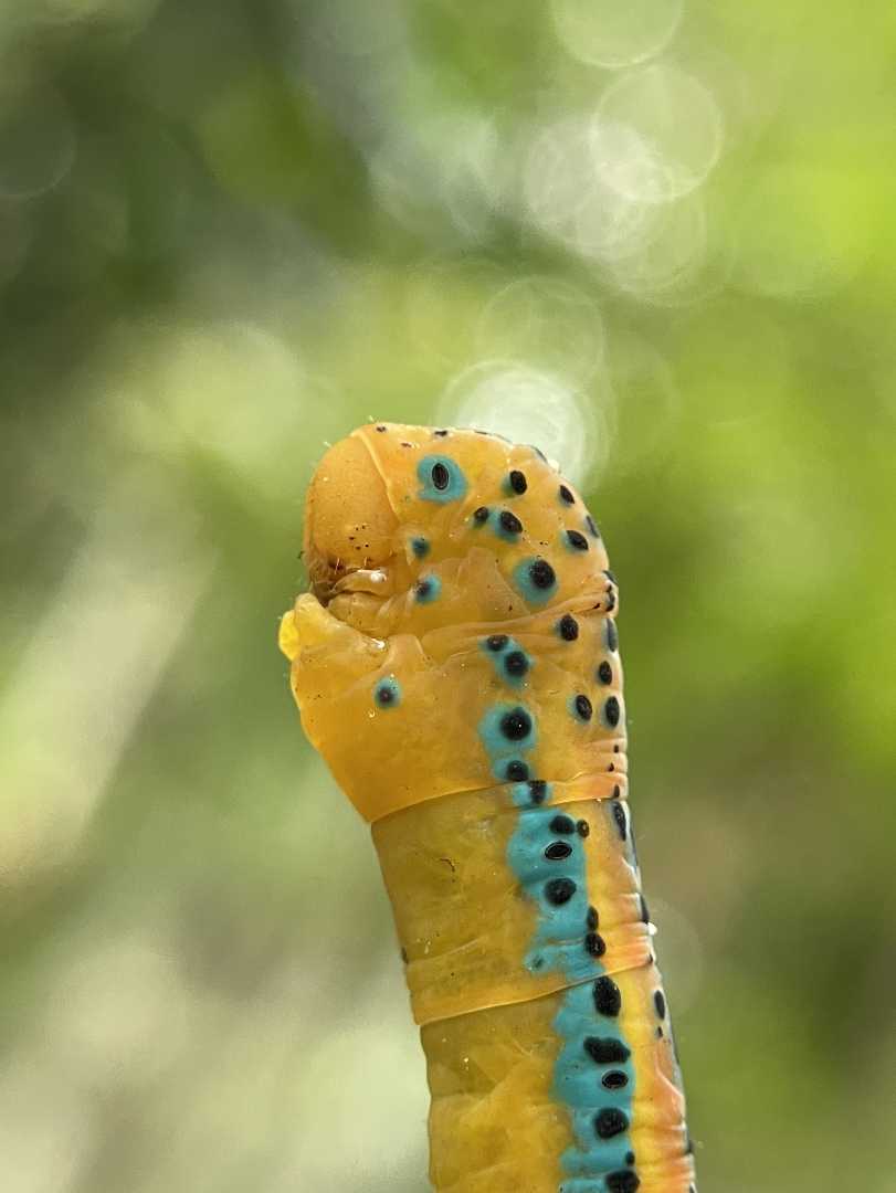 mobile macro photography 