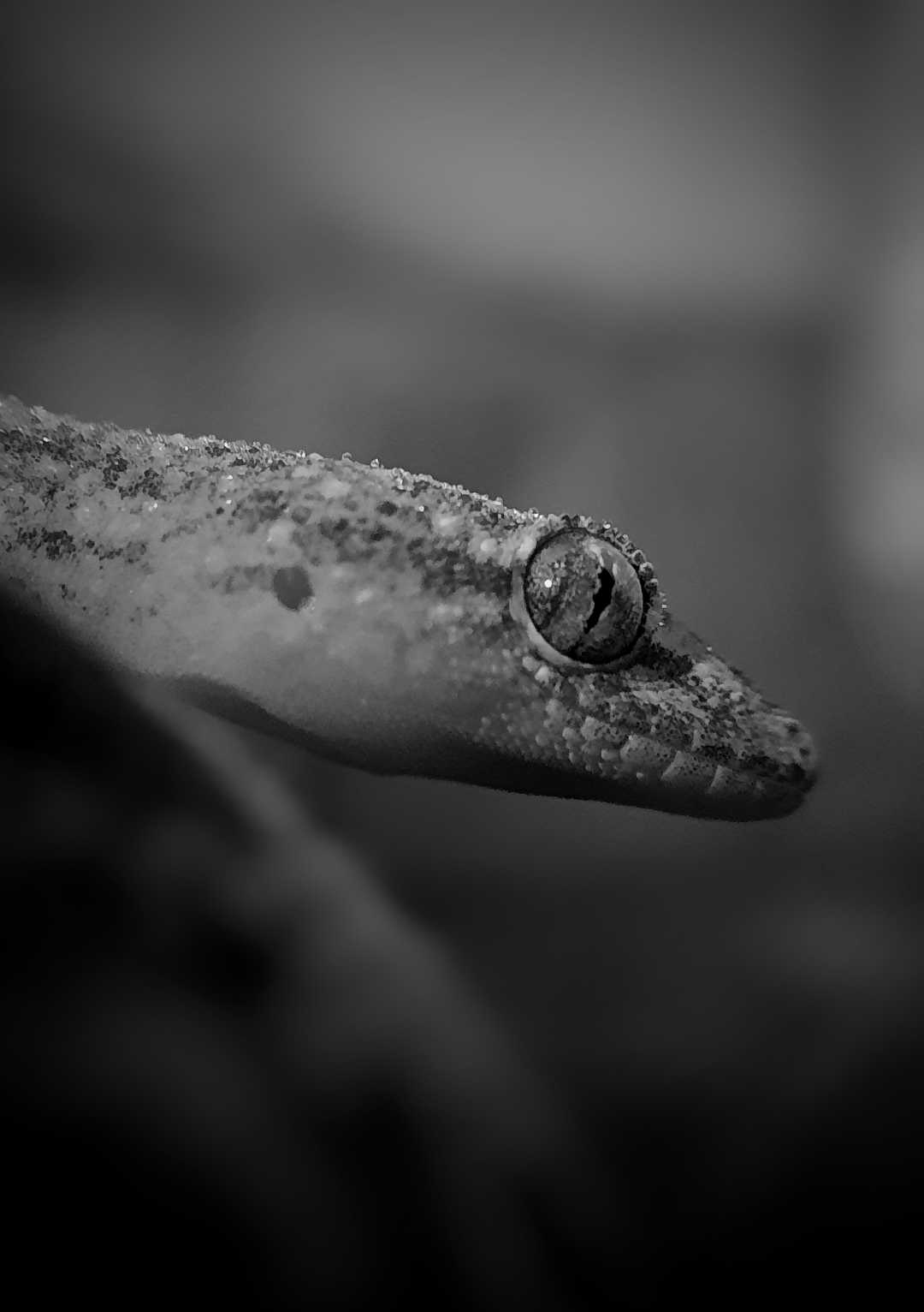 lizard 