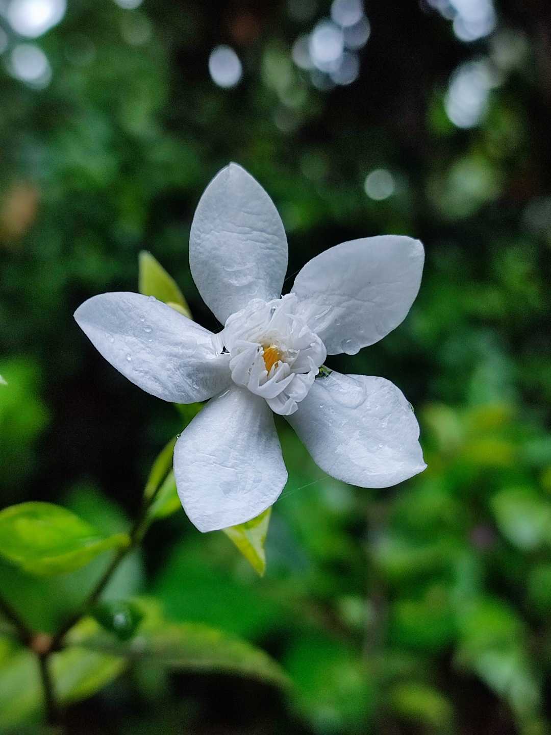 Wrightia antidysenterica