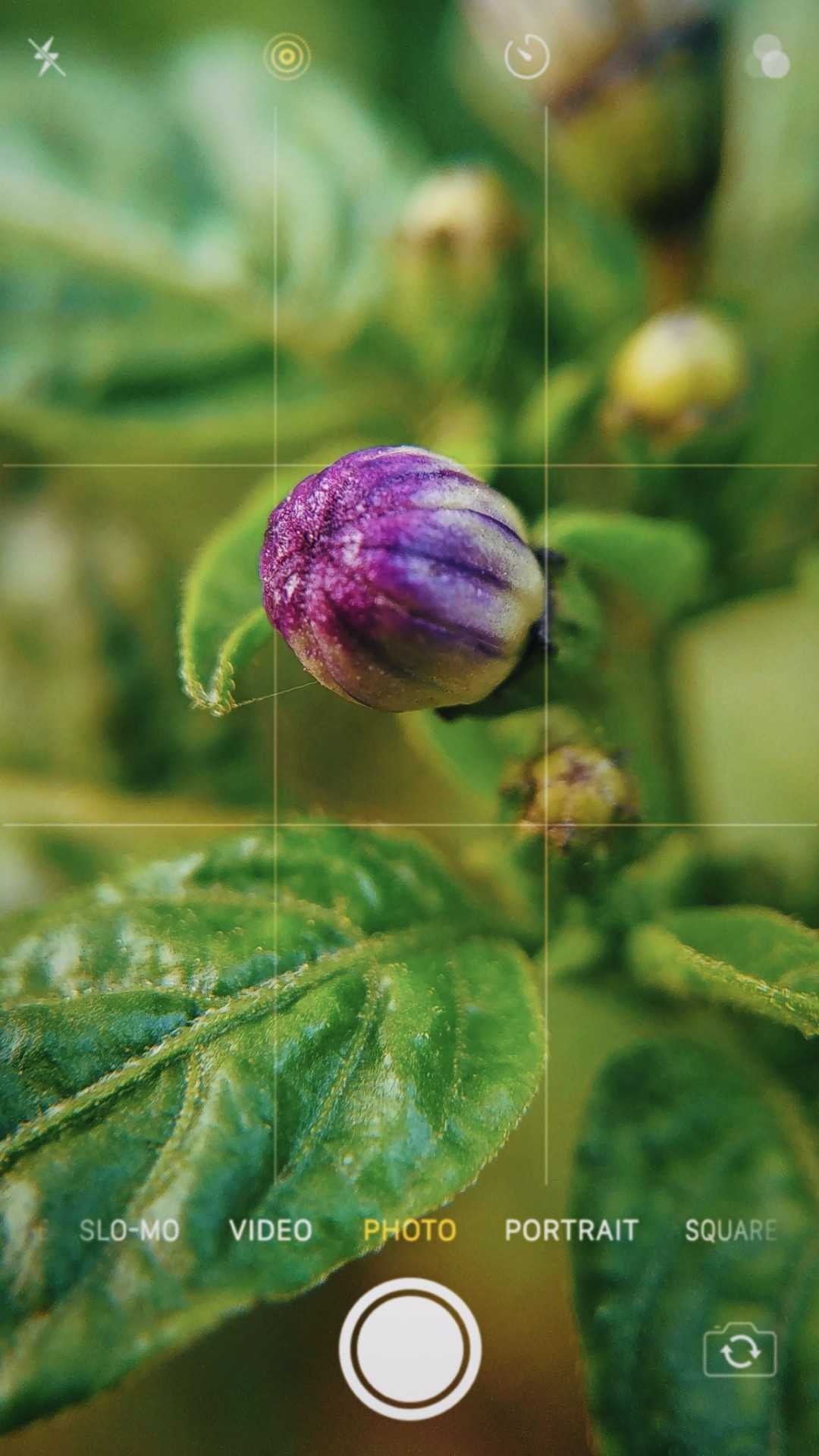 Macro shot 