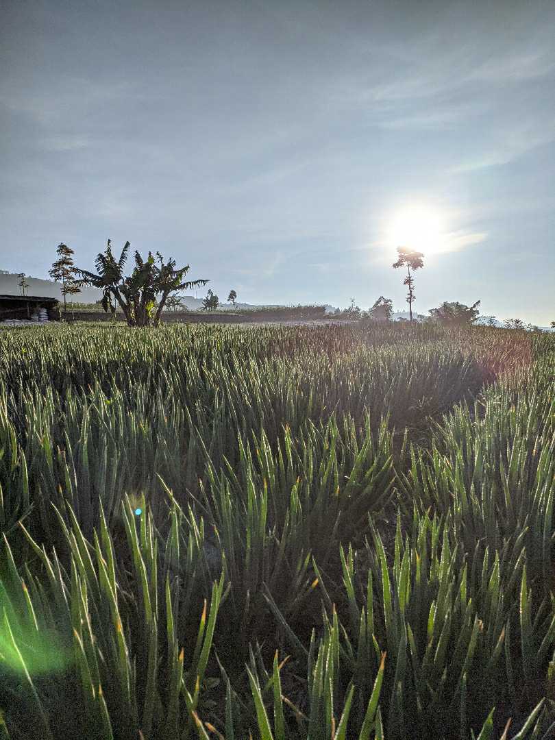 Daun Bawang 