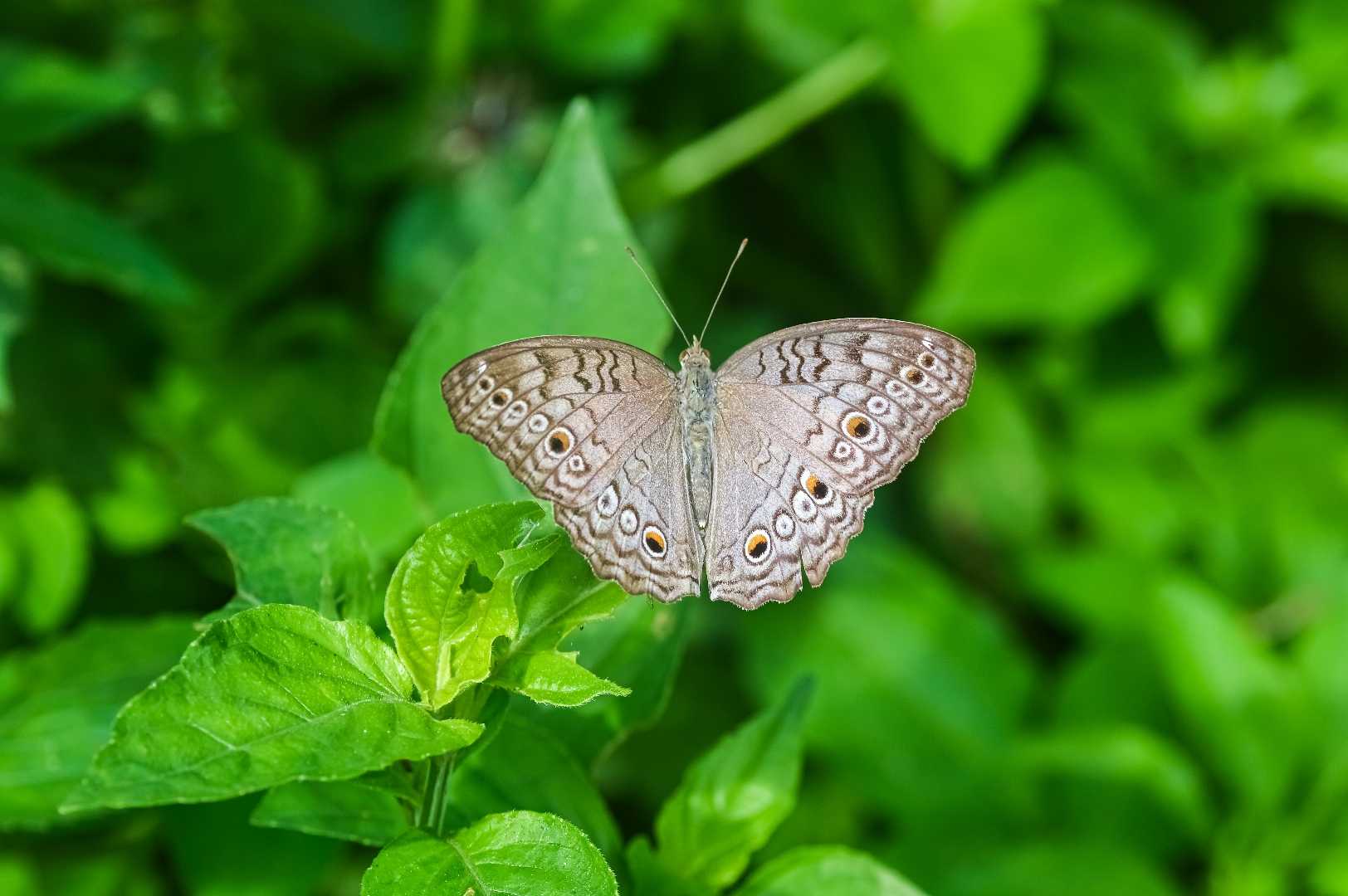 Junonia Atlites (Butterfly)