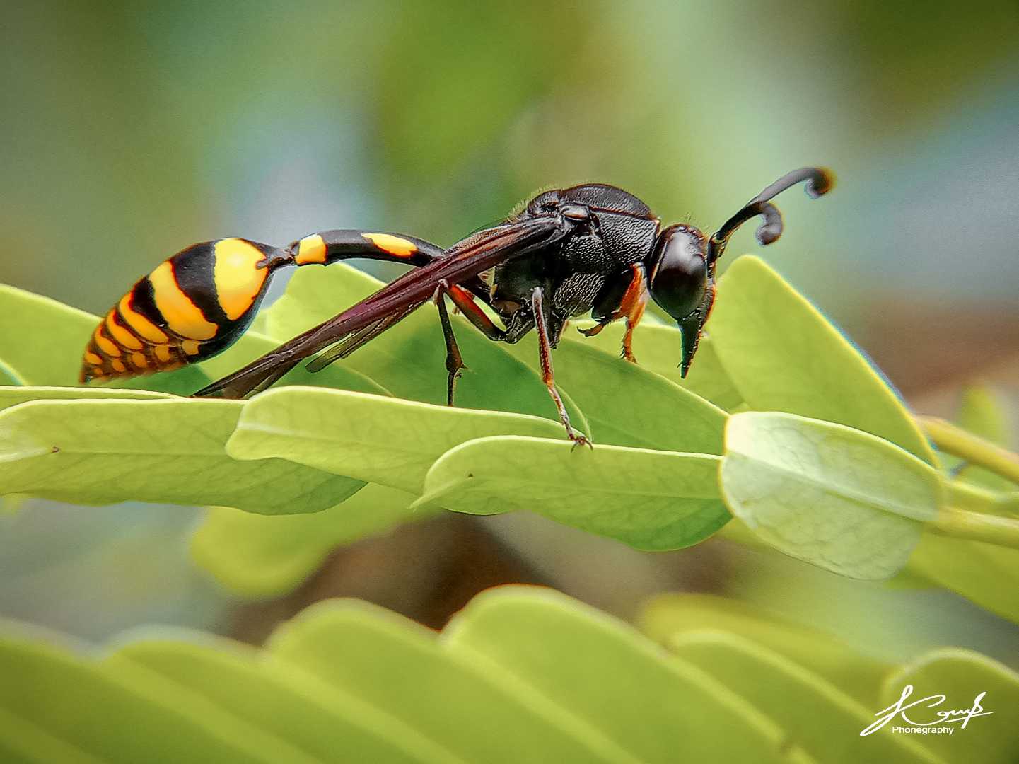 Potter wasps