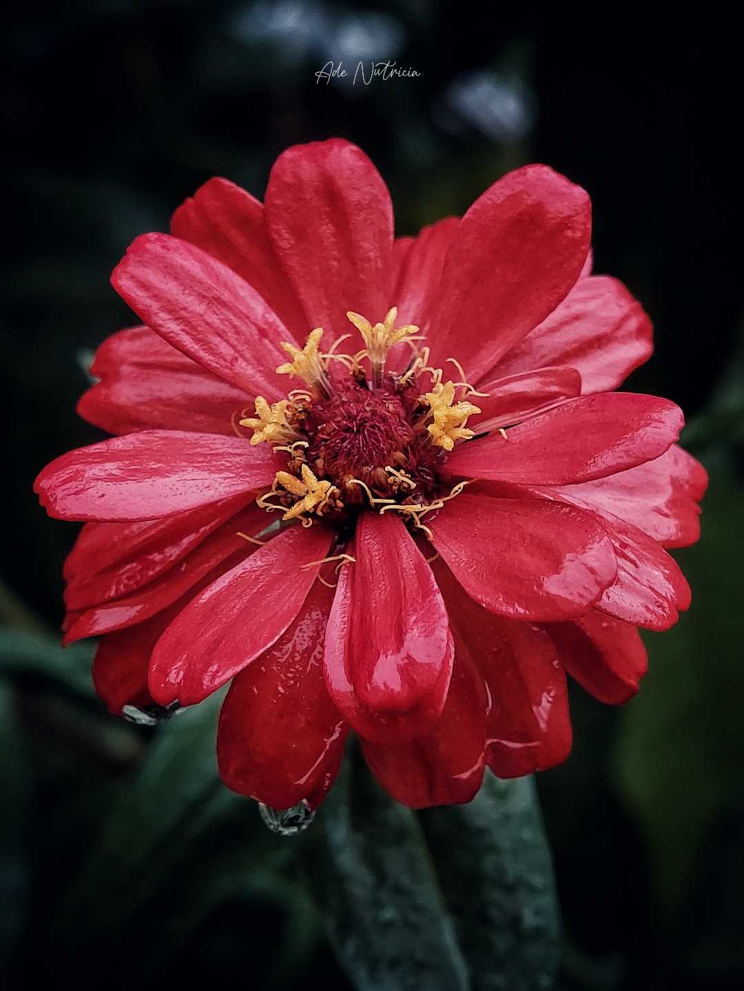 Bunga Zinia