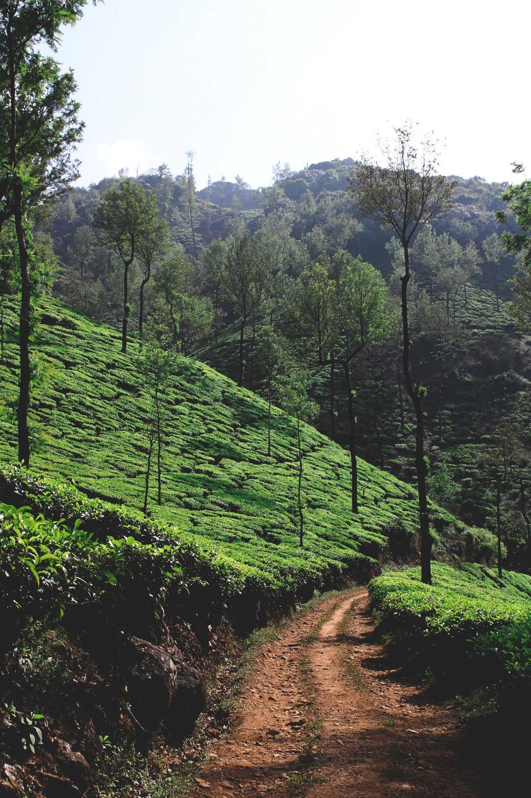 kelagur tea estate 🍃