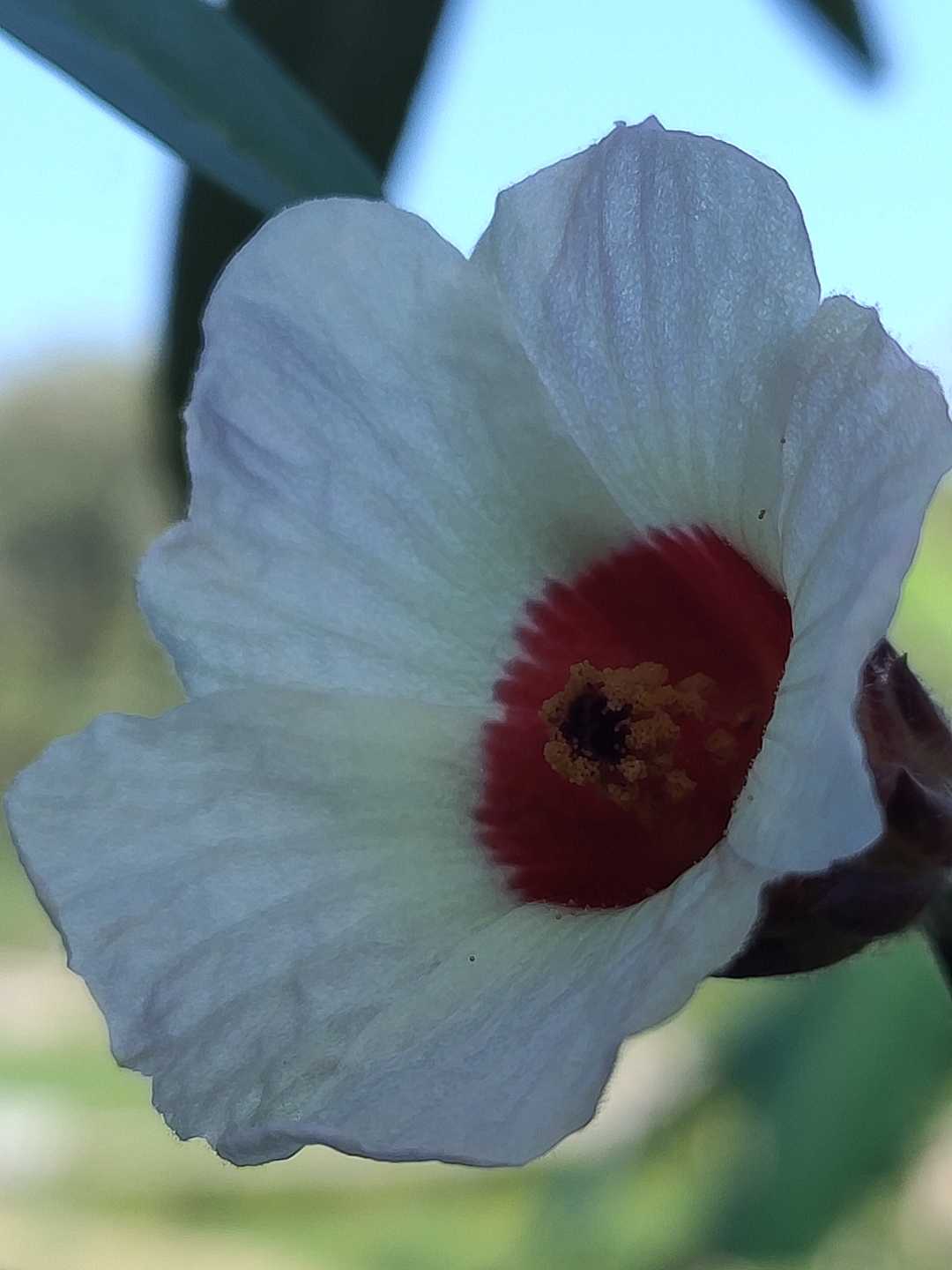Rosela